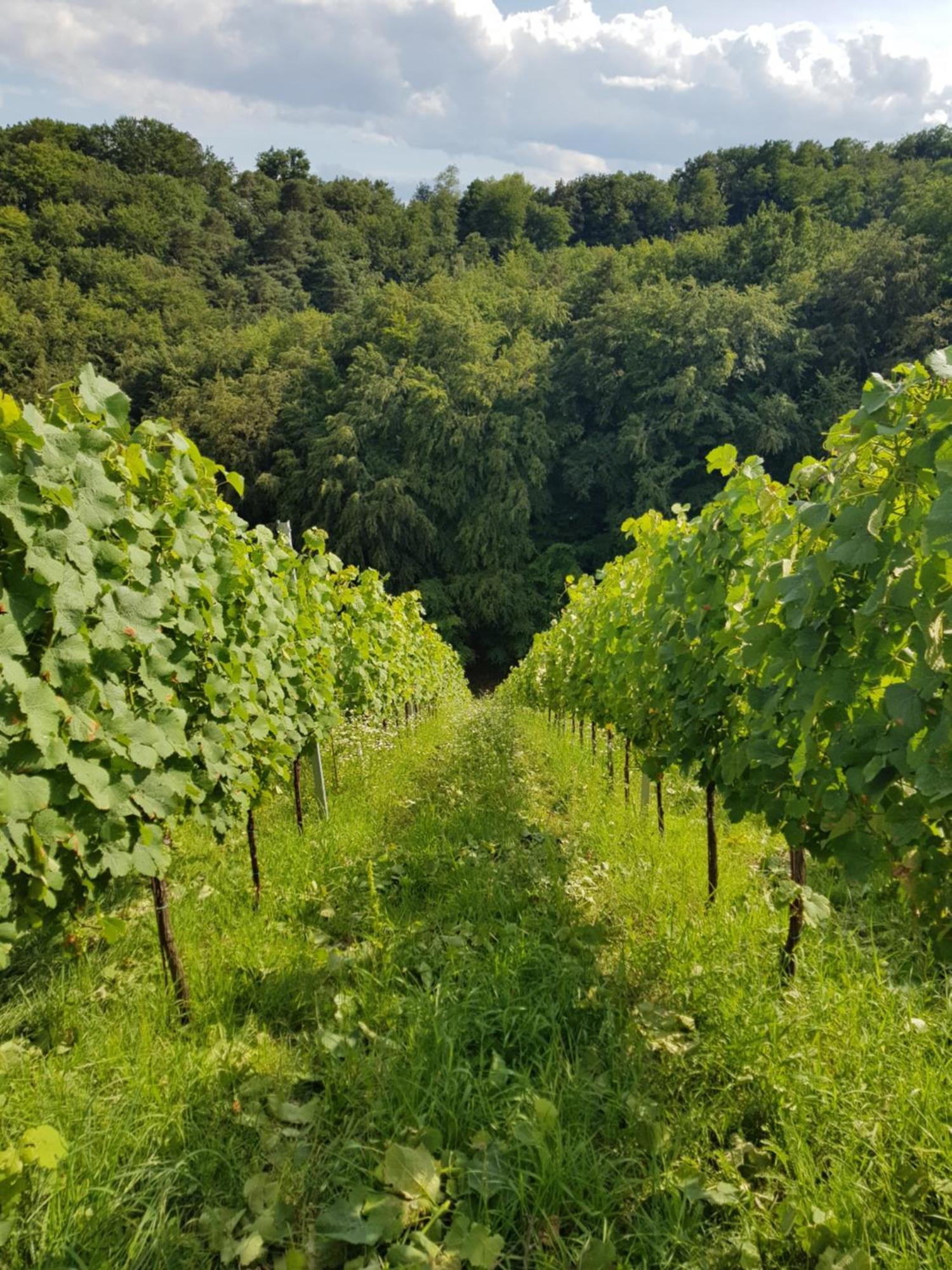 马里博尔Wine House Kaloh别墅 外观 照片