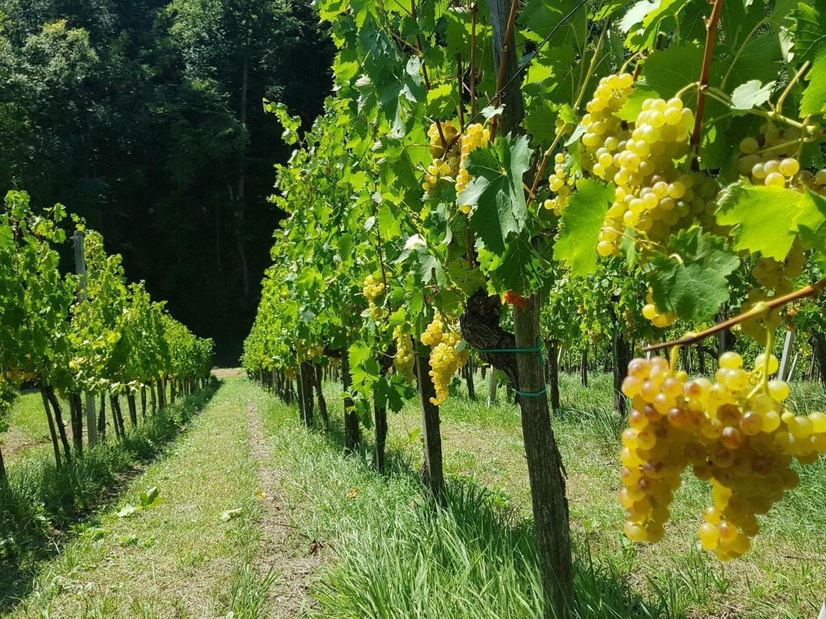 马里博尔Wine House Kaloh别墅 外观 照片